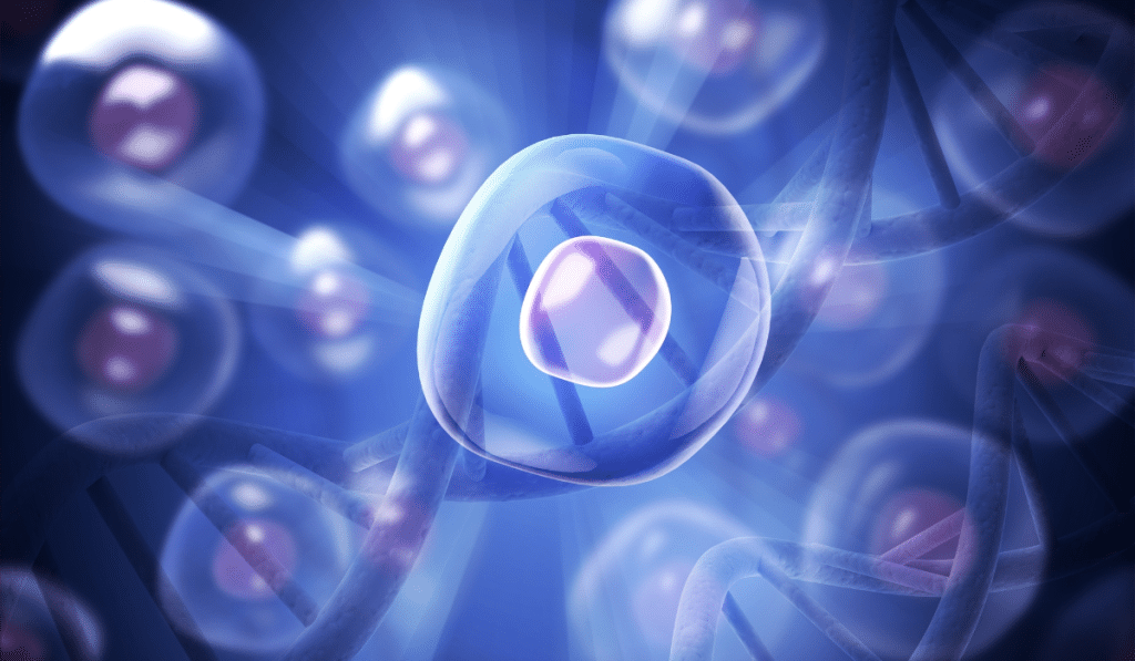 stem cells